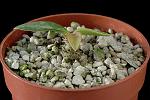 Euphorbia quartzicola Cm 1 € 16,00